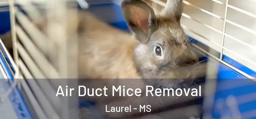  Air Duct Mice Removal Laurel - MS